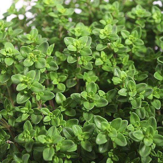 Thyme