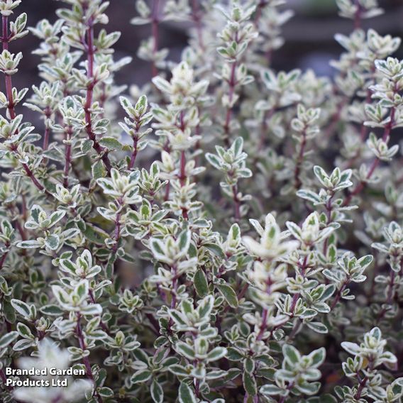 Thyme 'Silver Posie'