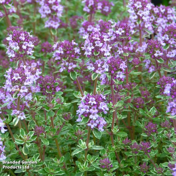 Thyme 'Silver Posie'