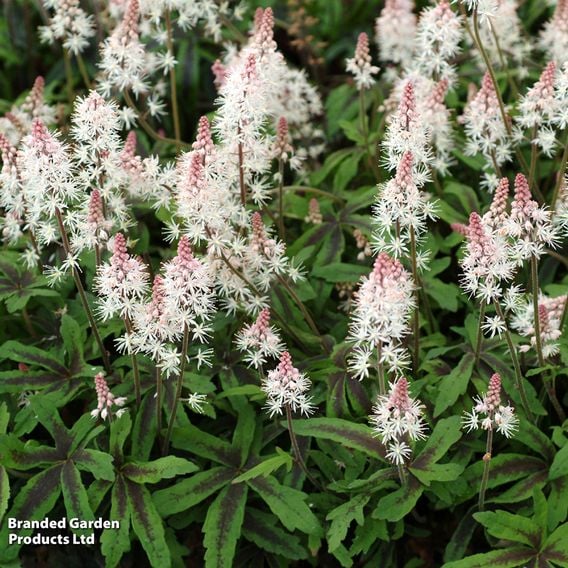 Tiarella 'Spring Symphony'