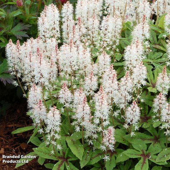 Tiarella 'Spring Symphony'