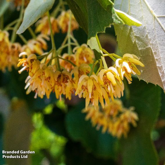 Tilia cordata (Hedging)