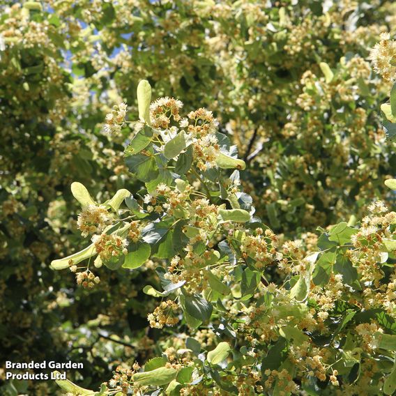 Tilia cordata (Hedging)