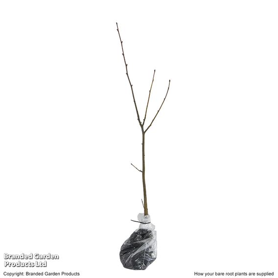 Tilia cordata (Hedging)