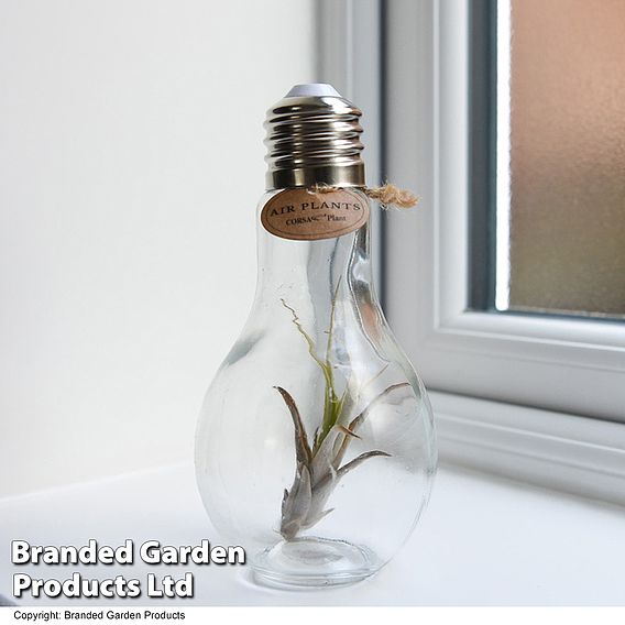 Airplant (Tillandsia) in a light bulb (Medium) | Suttons