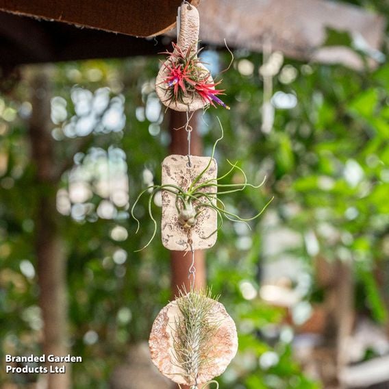 Tillandsia ionantha 'Tilly Tiles'