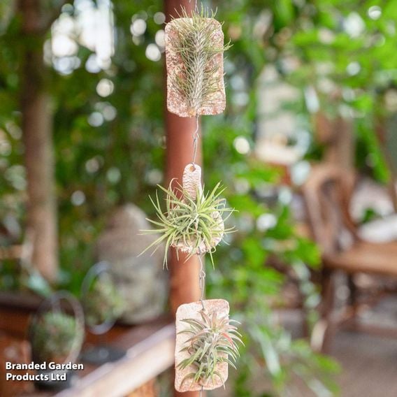 Tillandsia ionantha 'Tilly Tiles'
