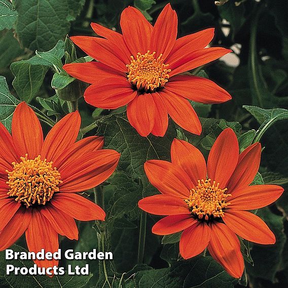 Tithonia rotundifolia 'Fiesta del Sol' - Seeds