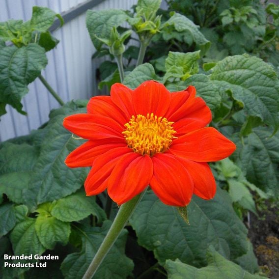 Tithonia 'Red Torch' - Seeds