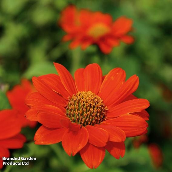 Tithonia 'Red Torch' - Seeds