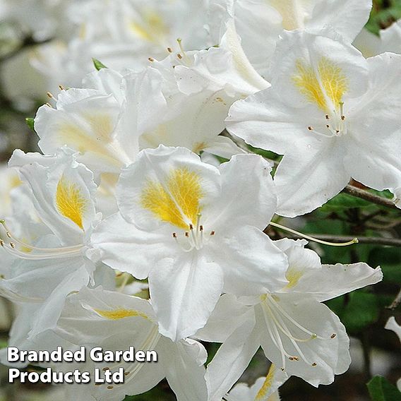 Rhododendron 'Persil' (Azalea Group)