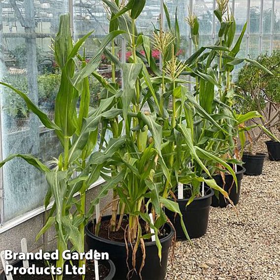 Sweetcorn Multisown Collection