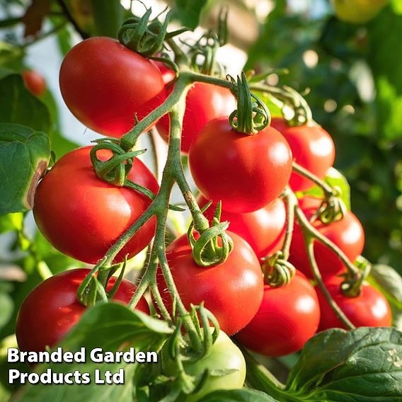 Tomato Seeds - F1 Shirley (Indeterminate)