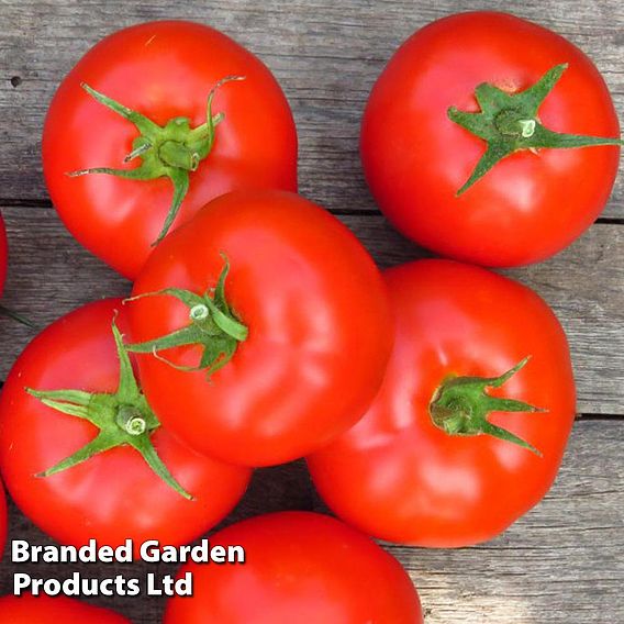 Tomato Seeds - F1 Shirley (Indeterminate)