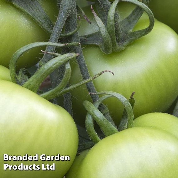 Tomato F1 'Shirley (Indeterminate)' - Seeds