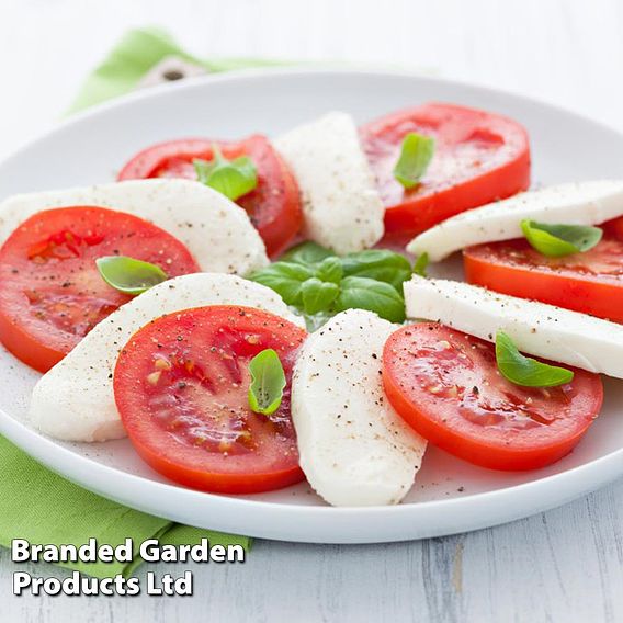 Tomato F1 'Shirley (Indeterminate)' - Seeds