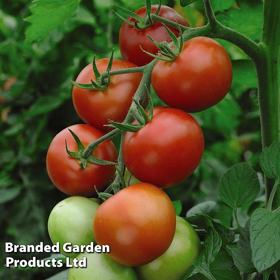 Tomato 'Moneymaker' (Indeterminate)