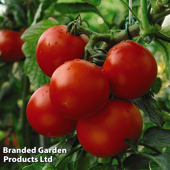 Tomato 'Moneymaker' (Indeterminate) - Seeds