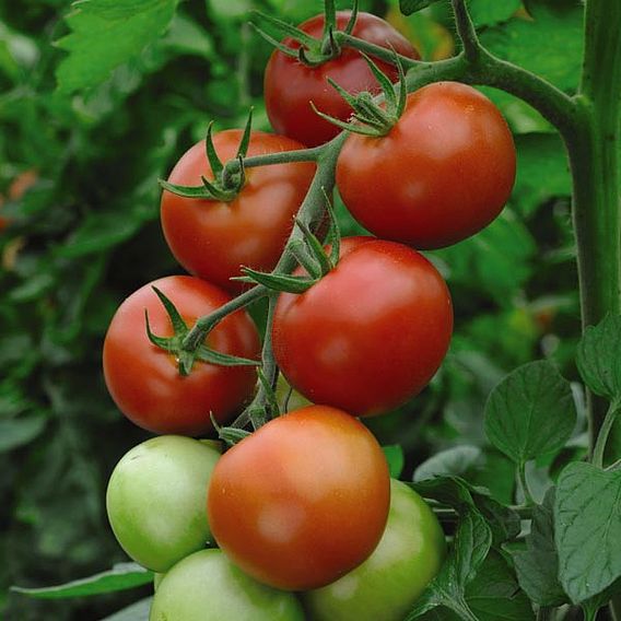 Tomato 'Moneymaker' (Indeterminate)