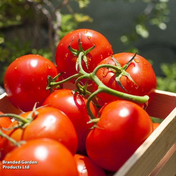 Tomato 'Ailsa Craig' (Indeterminate) - Seeds