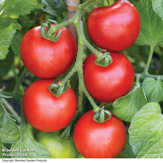 Tomato 'Ailsa Craig' (Indeterminate) - Seeds