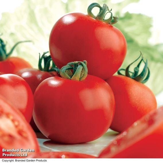 Tomato 'Ailsa Craig' (Indeterminate) - Seeds