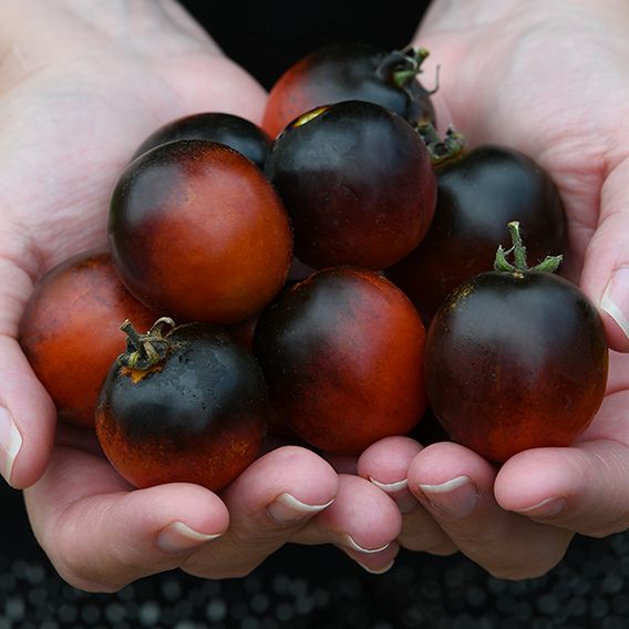 Tomato 'Akoya' F1 - Seeds
