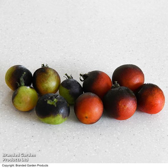 Tomato 'Akoya' F1 - Seeds