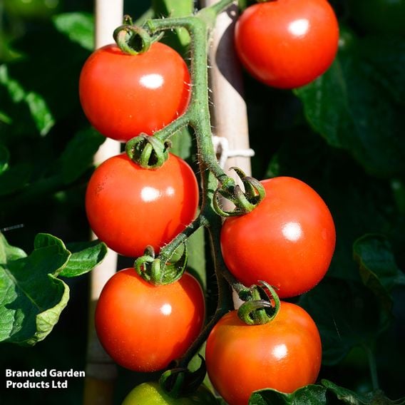 Tomato 'Alicante' (Indeterminate) - Seeds