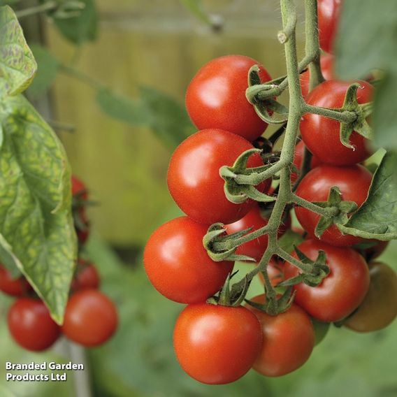 Tomato 'Alicante' (Indeterminate) - Seeds