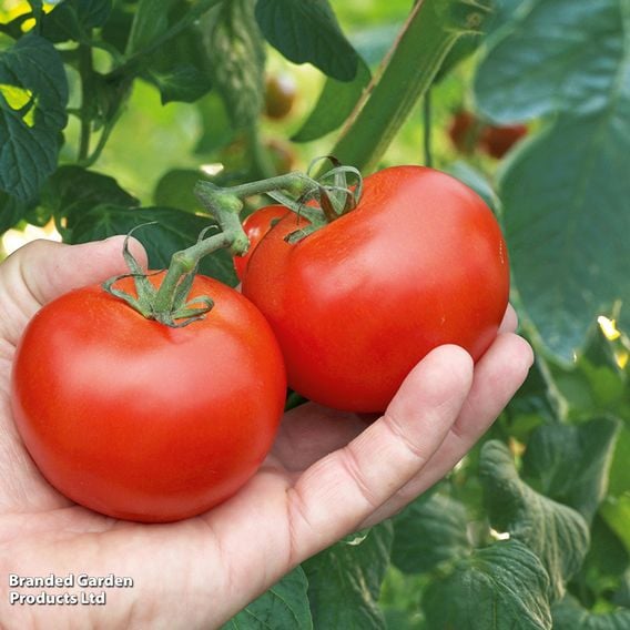Tomato 'Alicante' (Indeterminate) - Seeds