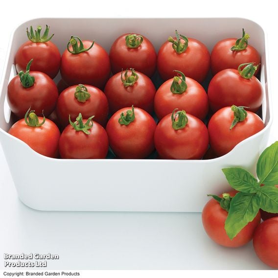 Tomato 'Alicante' (Indeterminate) - Seeds