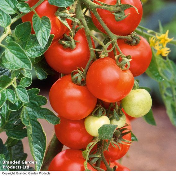 Tomato Growers Collection