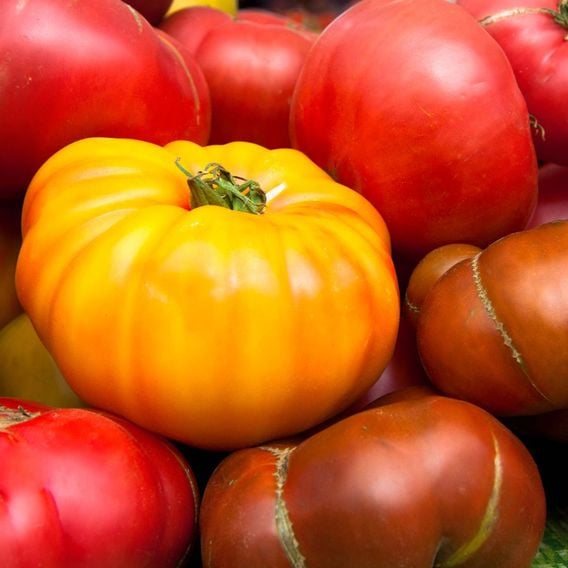 Tomato 'Pineapple' - Heirloom Tomato Seeds