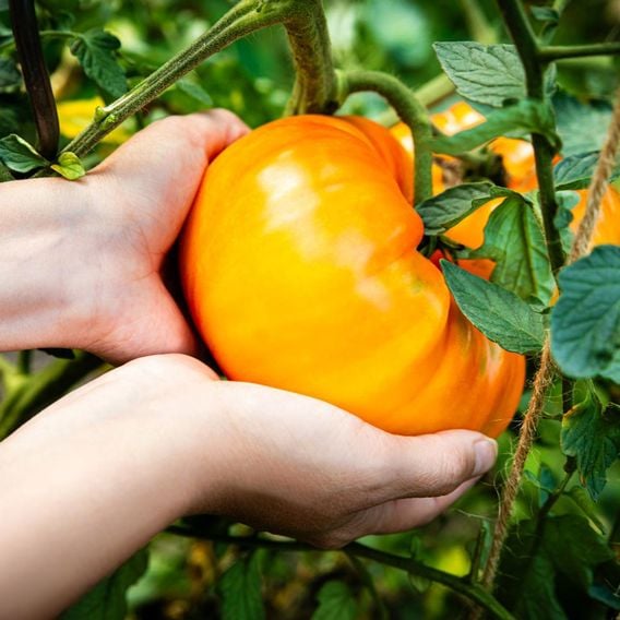 Tomato 'Pineapple' - Heirloom Tomato Seeds