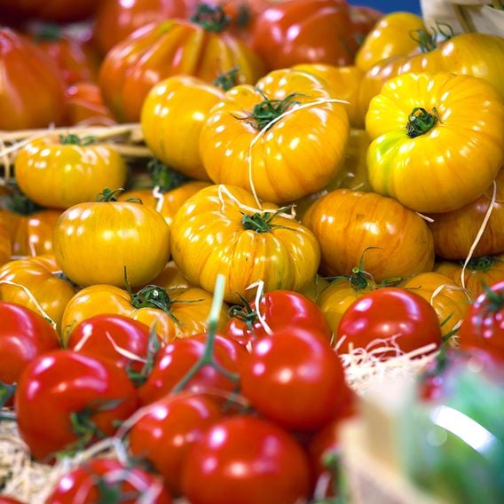 Tomato 'Pineapple' - Heirloom Tomato Seeds