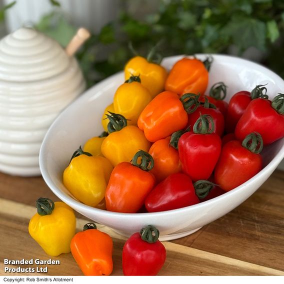 Tomato 'Appleberry Series' F1 - Gourmet Veg Seeds