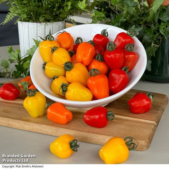 Tomato 'Appleberry Series' F1 - Gourmet Veg Seeds
