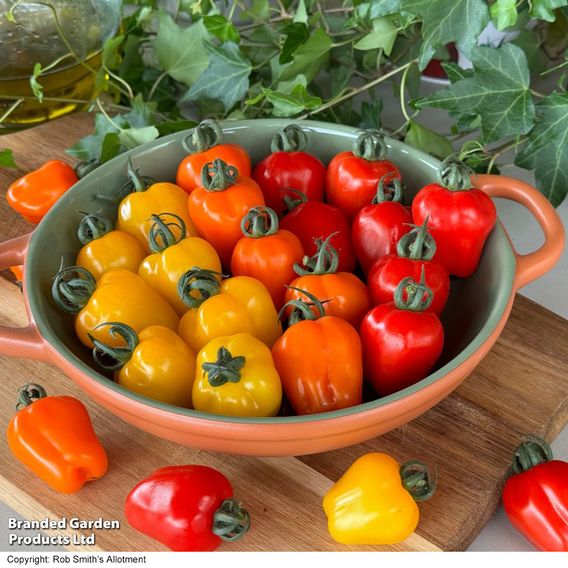 Tomato 'Appleberry Series' F1 - Gourmet Veg Seeds