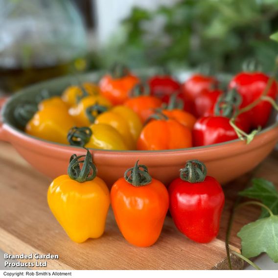 Tomato 'Appleberry Series' F1 - Gourmet Veg Seeds