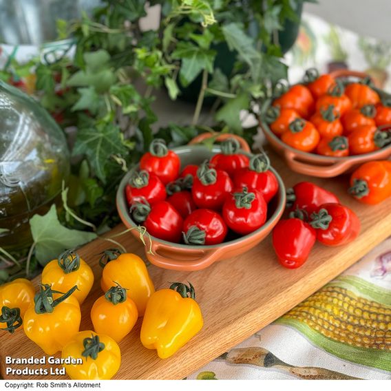 Tomato 'Appleberry Series' F1 - Gourmet Veg Seeds