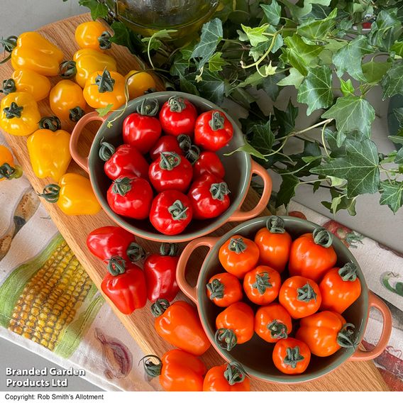 Tomato 'Appleberry Series' F1 - Gourmet Veg Seeds