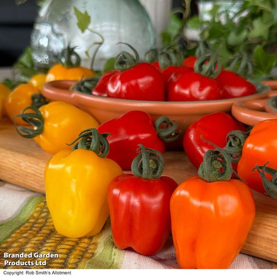 Tomato 'Appleberry Series' F1 - Gourmet Veg Seeds