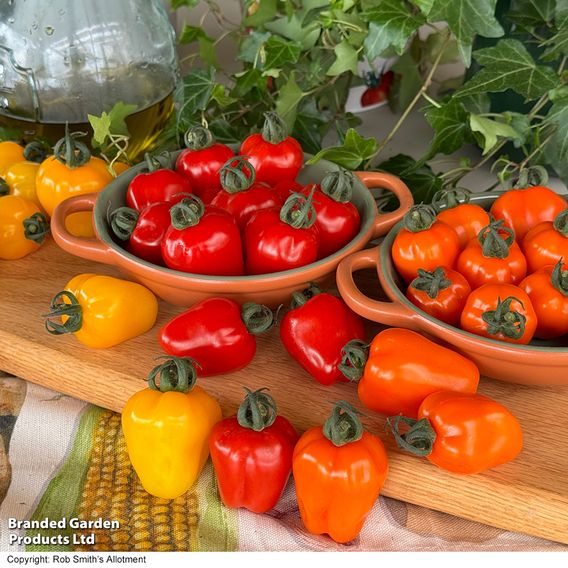 Tomato 'Appleberry Series' F1 - Gourmet Veg Seeds