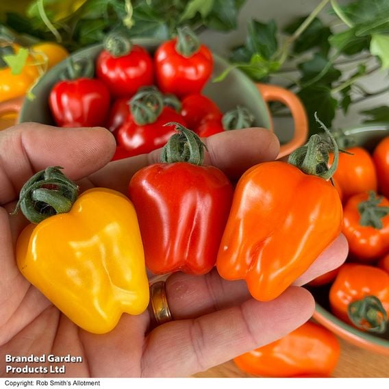 Tomato 'Appleberry Series' F1 - Gourmet Veg Seeds