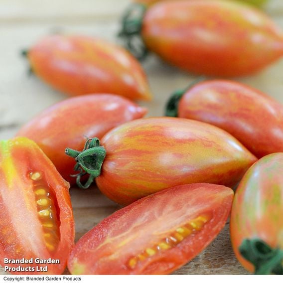 Tomato 'Blush Tiger' (Heirloom Plum)