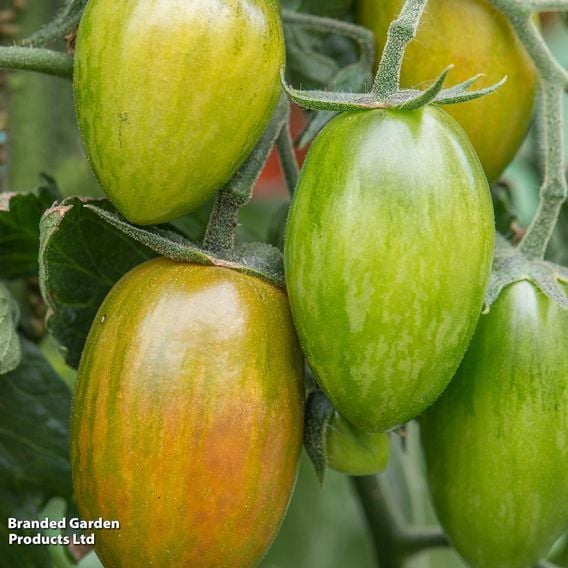 Tomato 'Lucky Tiger' (Heirloom Cherry)