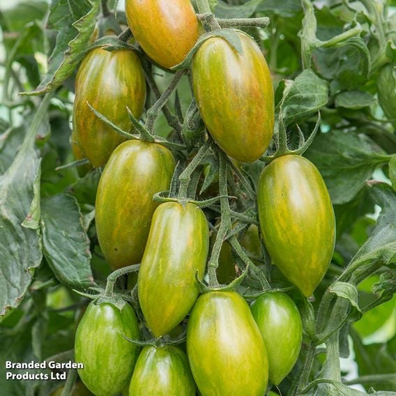 Tomato 'Blush Tiger' (Heirloom Plum)