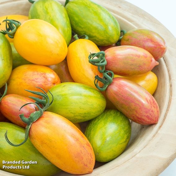 Tomato 'Blush Tiger' (Heirloom Plum)