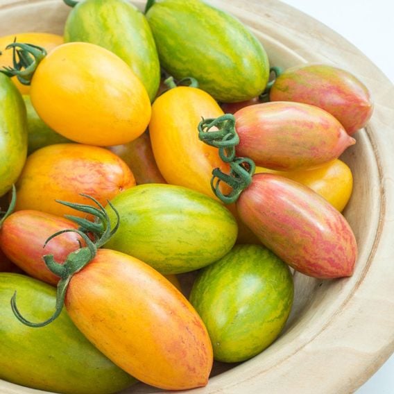 Tomato 'Blush Tiger' - Heirloom Tomato Seeds